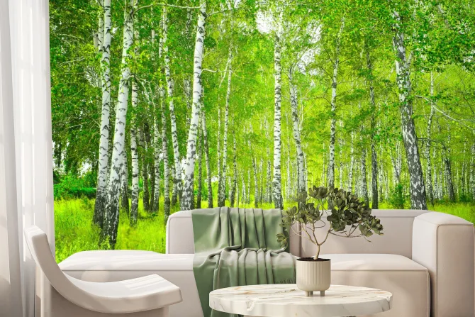 Fototapeta: Piękny krajobraz drzewa w lesie brzozowym