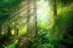 Fototapeta: Piękny mglisty krajobraz zielony las