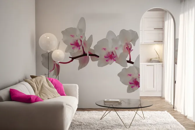 Fototapeta: Piękny storczyk na białym tle