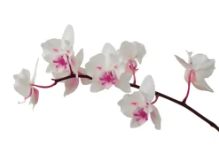Fototapeta: Piękny storczyk na białym tle