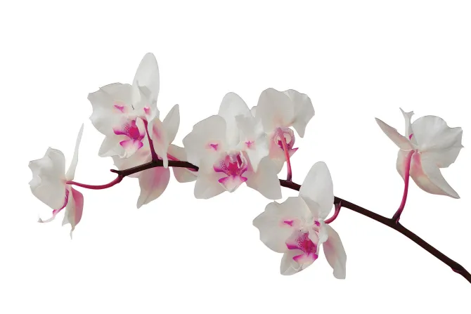 Fototapeta: Piękny storczyk na białym tle