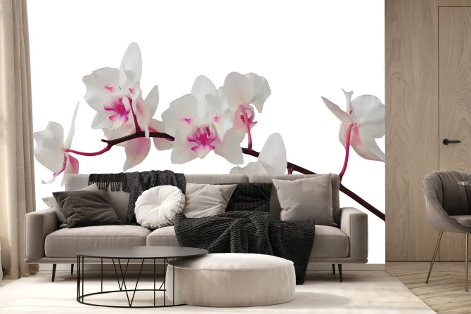 Fototapeta: Piękny storczyk na białym tle