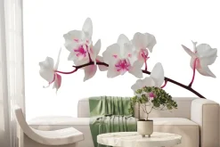 Fototapeta: Piękny storczyk na białym tle