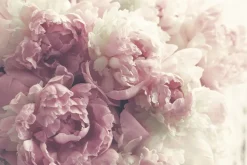 Fototapeta: Piwonie z bliska w stylu vintage