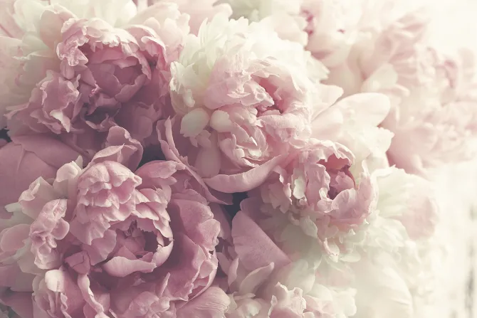 Fototapeta: Piwonie z bliska w stylu vintage