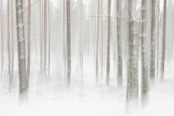 Fototapeta: Pnie drzew w gęstym białym śniegu