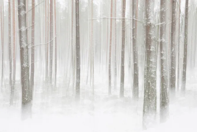 Fototapeta: Pnie drzew w gęstym białym śniegu