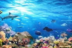 Fototapeta: Podwodna scena z kolorową rafą koralową