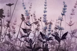 Fototapeta: Polana w kwiatami lawendy w różowych kolorach