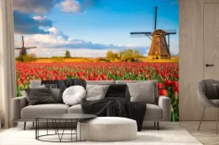 Fototapeta: Pole kwitnących tulipanów