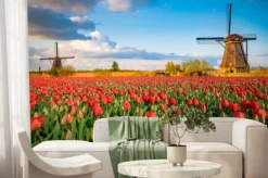 Fototapeta: Pole kwitnących tulipanów