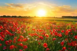 Fototapeta: Pole maków o wschodzie słońca letni krajobraz