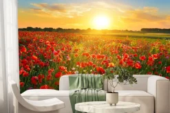 Fototapeta: Pole maków o wschodzie słońca letni krajobraz