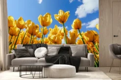 Fototapeta: Pole żółtych tulipanów
