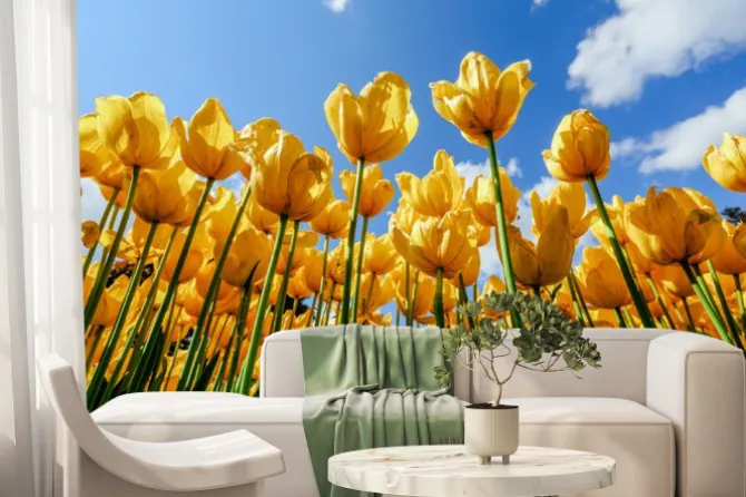 Fototapeta: Pole żółtych tulipanów