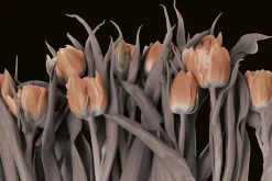 Fototapeta: Pomarańczowe tulipany na czarnym tle