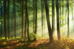 Fototapeta: Poranek w mglistym lesie naturalny krajobraz