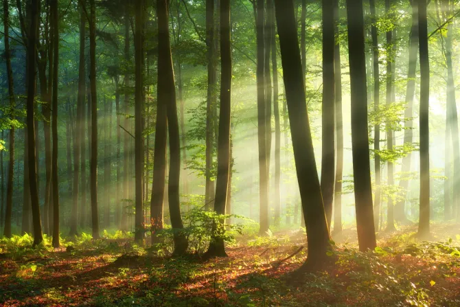 Fototapeta: Poranek w mglistym lesie naturalny krajobraz