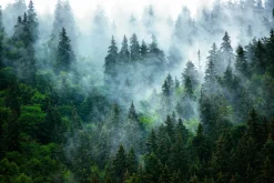Fototapeta: Poranna mgła nad gęstym lasem