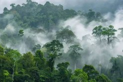 Fototapeta: Poranna mgła w lesie deszczowym w afryce