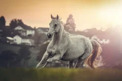 Fototapeta: Portret białego konia arabskiego na łące