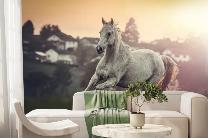 Fototapeta: Portret białego konia arabskiego na łące