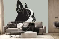 Fototapeta: Portret psa buldog francuski