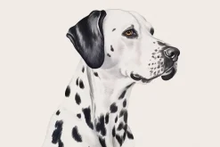 Fototapeta: Portret psa dalmatyńczyk