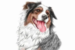 Fototapeta: Portret uśmiechniętego psa owczarka