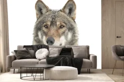 Fototapeta: Portret wilka w zimowej scenerii