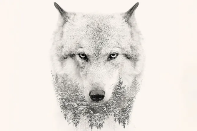 Fototapeta: Portret wilka z imitacją lasu iglastego