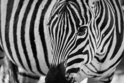 Fototapeta: Portret zebry z bliska