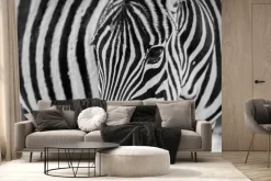 Fototapeta: Portret zebry z bliska