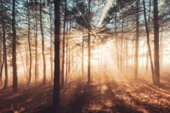 Fototapeta: Promienie słońca przebijające się przez mglisty las