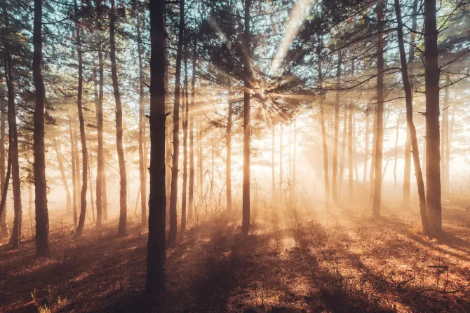 Fototapeta: Promienie słońca przebijające się przez mglisty las