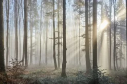 Fototapeta: Promienie słońca przenikające przez mglisty las