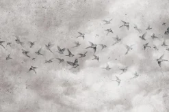 Fototapeta: Ptaki na betonowym tle w stylu loft