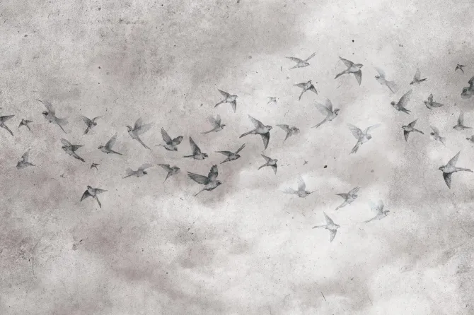 Fototapeta: Ptaki na betonowym tle w stylu loft