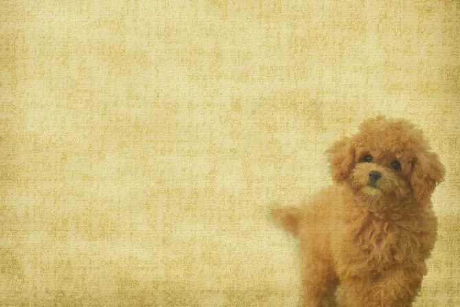 Fototapeta: Pudel na teksturowym tle vintage