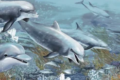 Fototapeta: Płynące delfiny wśród rafy koralowej