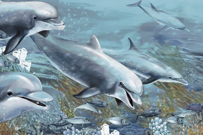 Fototapeta: Płynące delfiny wśród rafy koralowej