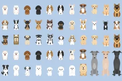 Fototapeta: Rasowe psy na niebieskim tle