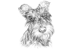 Fototapeta: Realistyczny portret psa rasy szkocki terier