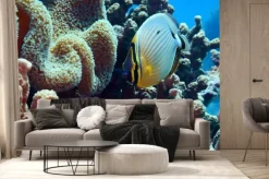 Fototapeta: Redfin butterflyfish (chaetodon lunuqlatus)