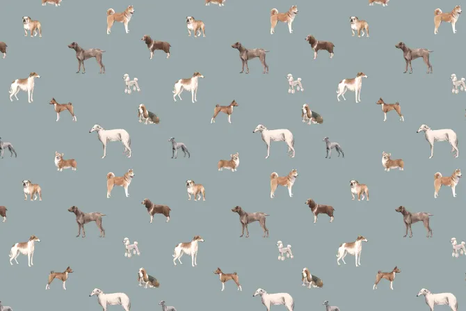 Fototapeta: Różnorodne psy na niebieskim tle