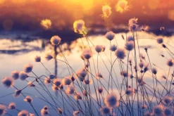 Fototapeta: Rośliny i kwiaty polne o zachodzie słońca krajobraz