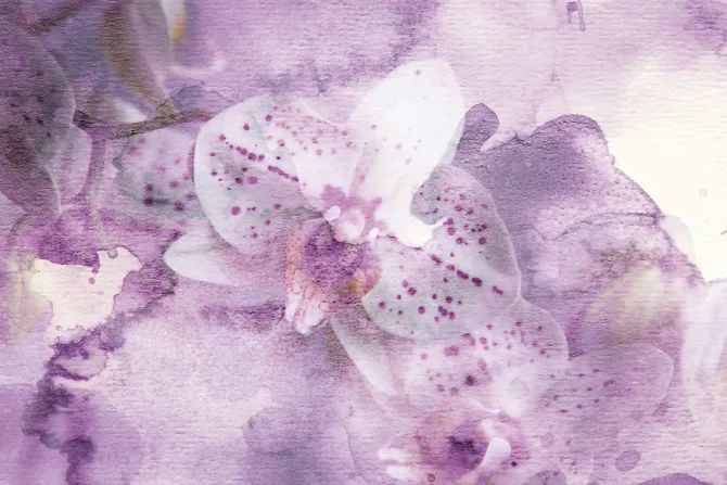 Fototapeta: Różowa akwarela kwiatów storczyka