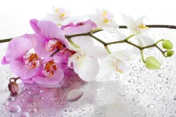 Fototapeta: Różowe i białe storczyki na kroplach wody