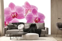 Fototapeta: Różowy kwiat storczyk na białym tle