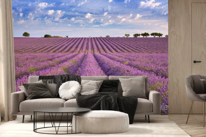 Fototapeta: Rozległe pole lawendy pod błękitnym niebem